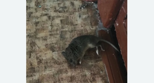 Дезинфекция от мышей в Оленегорске