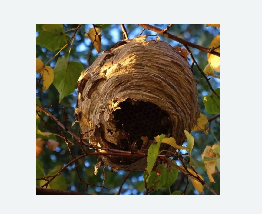 Обработка от шершней в Оленегорске