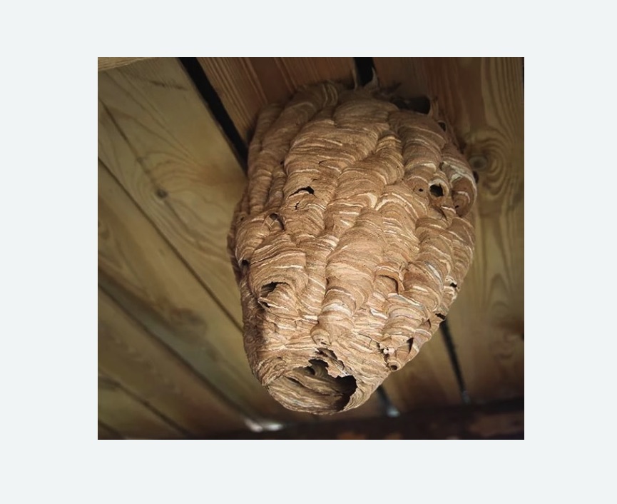 обработка от шершней в Оленегорске