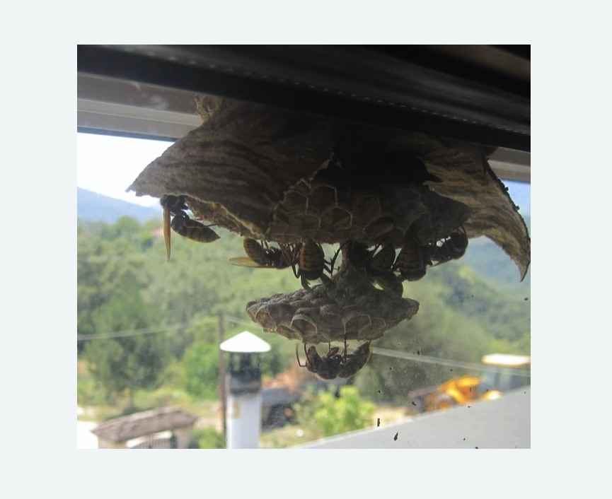 Уничтожение гнёзд шершней в Оленегорске