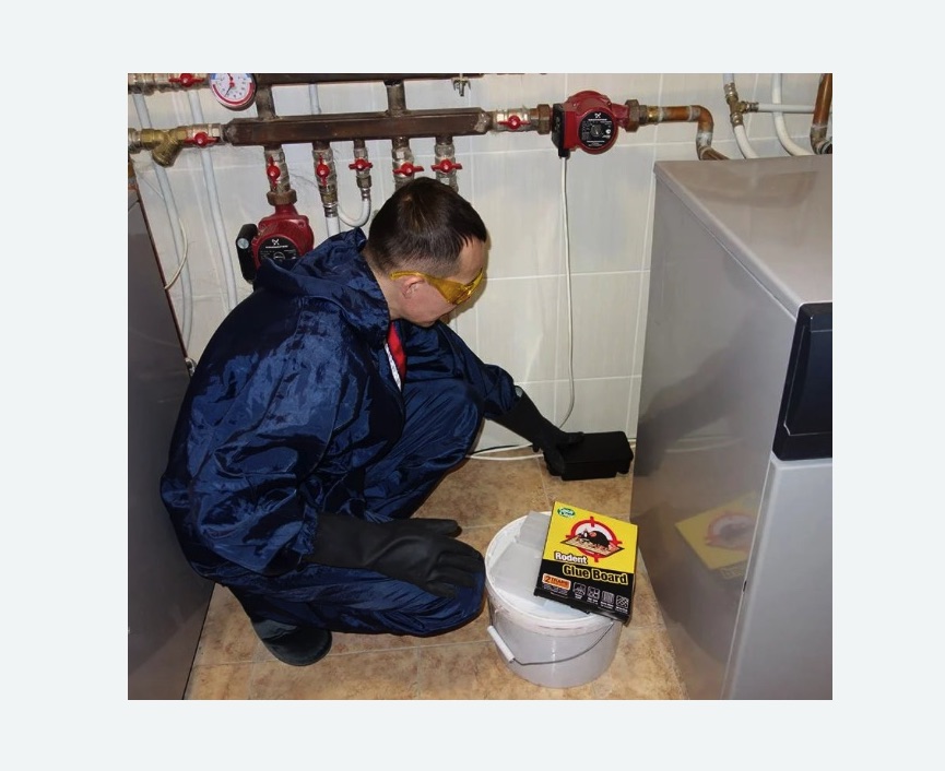 Уничтожение крыс в Оленегорске