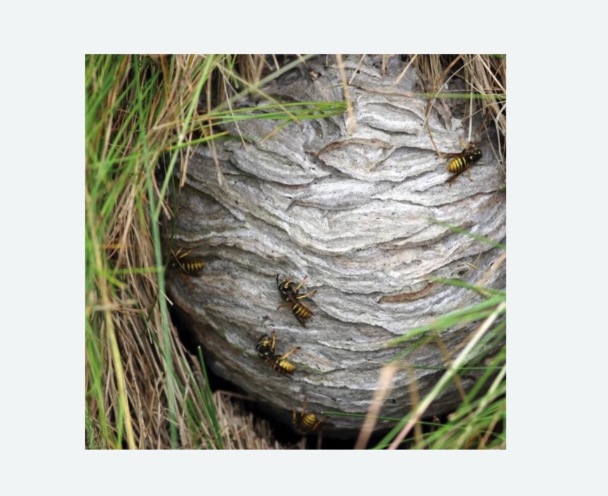 Уничтожение ос и ульев в Оленегорске